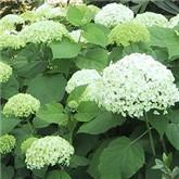 Hydrangea arborescens 'Annabelle' 